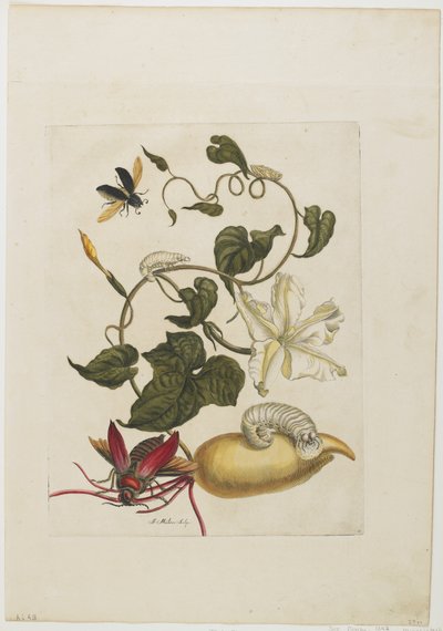 Red Beetle, White Morning Glory, 1705-71 by Maria Sibylla Merian